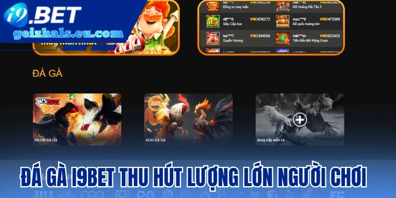 Đá Gà I9bet thu hút lượng lớn người chơi