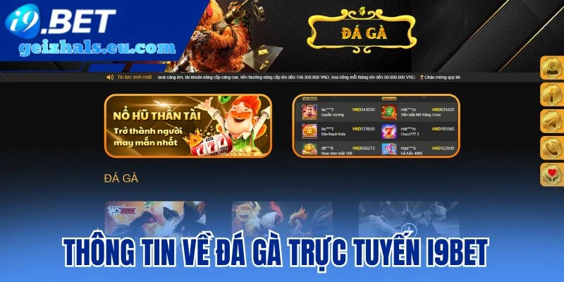 Thông tin về đá gà trực tuyến I9bet